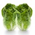 Lettuce, Baby Cos, twin pack