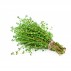 Thyme, Fresh
