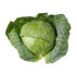Cabbage, Standard